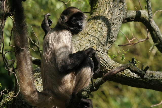 Affe