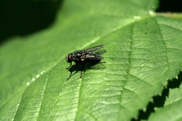 Fliege
