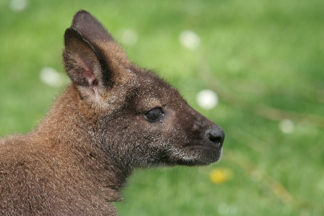 Känguru