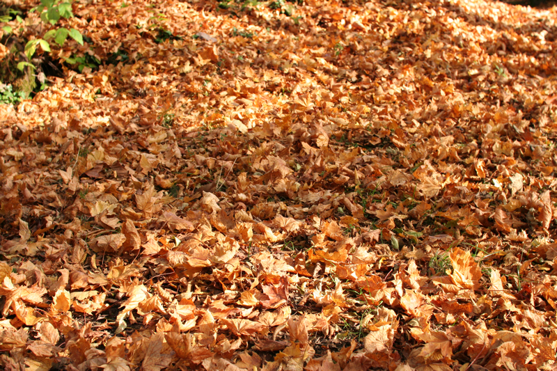 Herbst