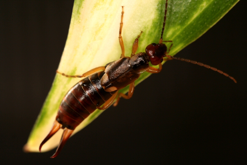 Ohrwurm