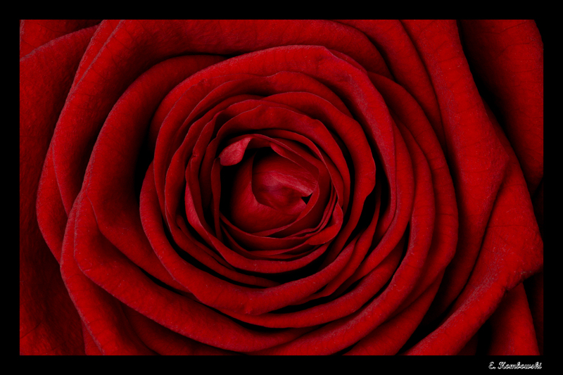 Rot