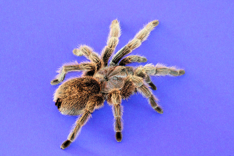 Grammostola spatulata