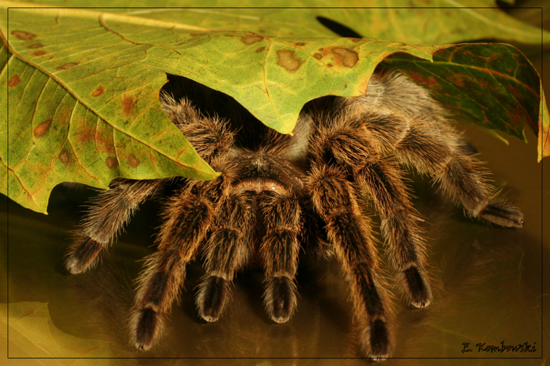 Grammostola spatulata