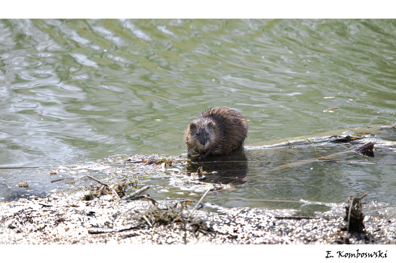 Bisamratte (Ondatra zibethicus)