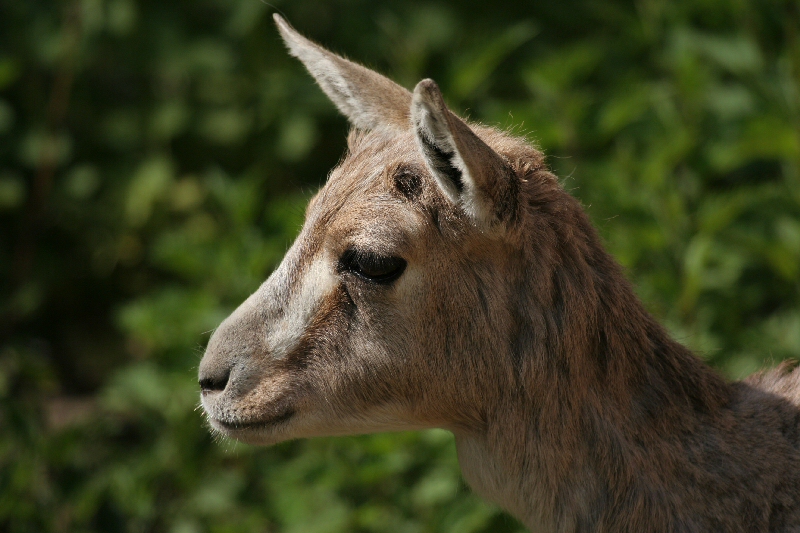 Ziege