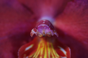 Orchideus Maulwurfus